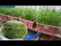 Easy Growing Water Spinach at Home in Container | Fast harvest with bananas