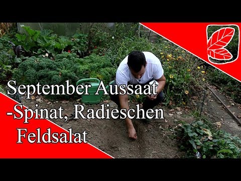 September Aussaat schnell