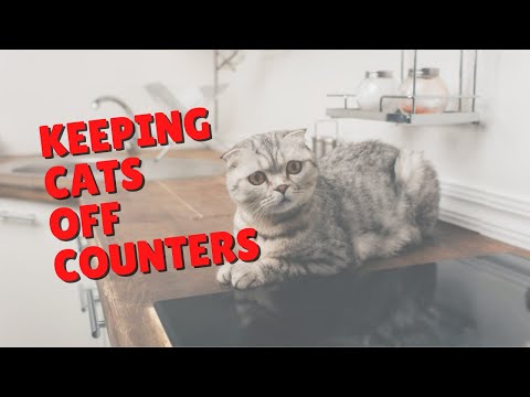 Video: Kiat untuk Menjaga Kucing Anda Dari Melompat Pada Penghitung dan Tabel