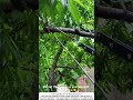 Farmer Uses High-Altitude Rope Threading Tool – Effortless Branch Hanging 🌳