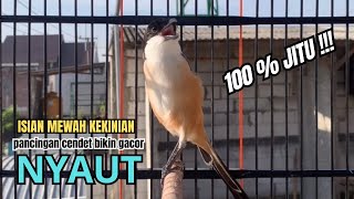 burung cendet gacor MATERI MEWAH untuk PANCINGAN CENDET AGAR BUNYI bikin BURUNG PENTET GACOR EMOSI
