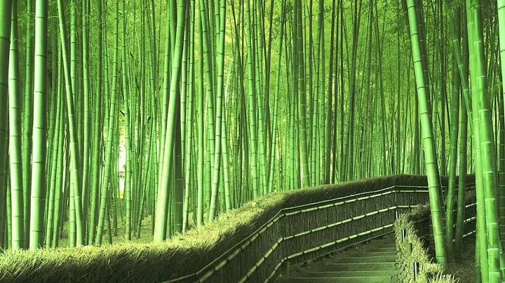 Jared Hahn - Bamboo (Full Edit)