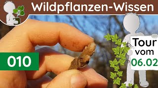 010 - (4/4) Bud Identification - Walnut, Poplar & Co. - End of Bud Tour (Botany Documentary - Feb...