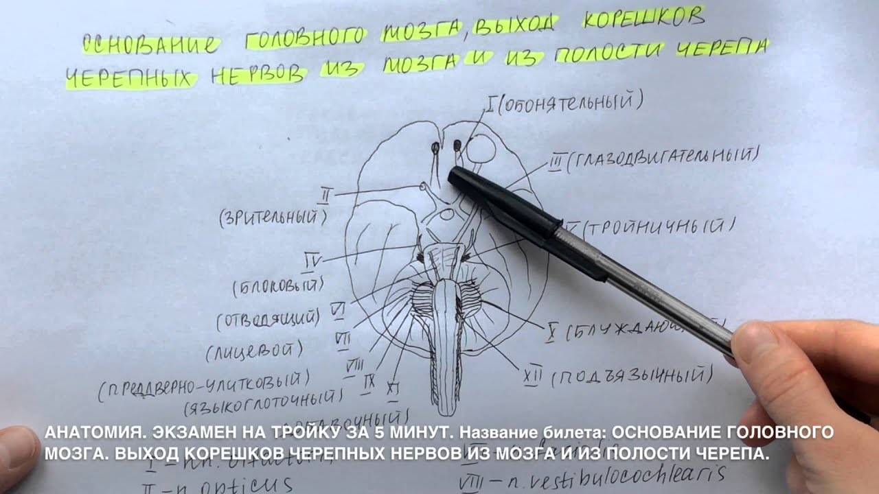 Реферат: Места выхода черепных нервов из мозга