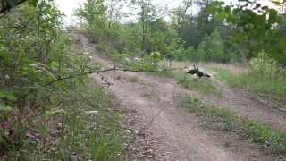 Hen Turkey Calling and the Dave Smith Decoy screenshot 5
