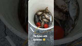Fishersmen fish #hongkong #ofw #shortsvideo #shortvideo #seaside #viral #shorts #fish #fishing