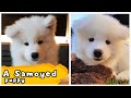 Living With An 8 Week Old Samoyed Puppy