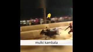 Irvail Panila Best Race Collection