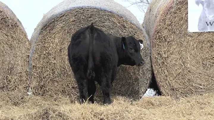 T4 Sale Lot 40 - TL Reg Angus - Sire: Sitz Game Da...