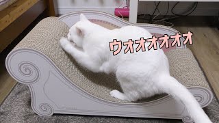 【高級】夢のカリカリーナ購入【爪研ぎ】