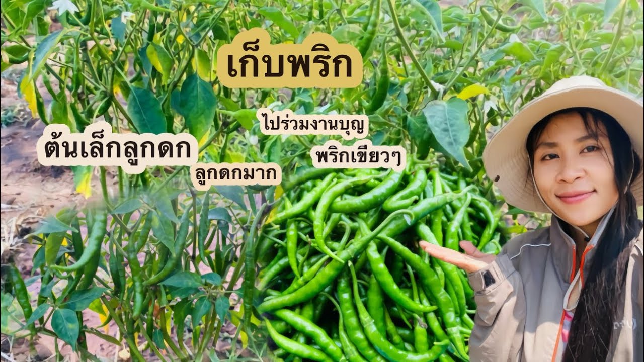 เก็บพริกไปร่วมงานบุญ พริกลูกดกทุกต้น 20ต้นได้เยอะมาก 