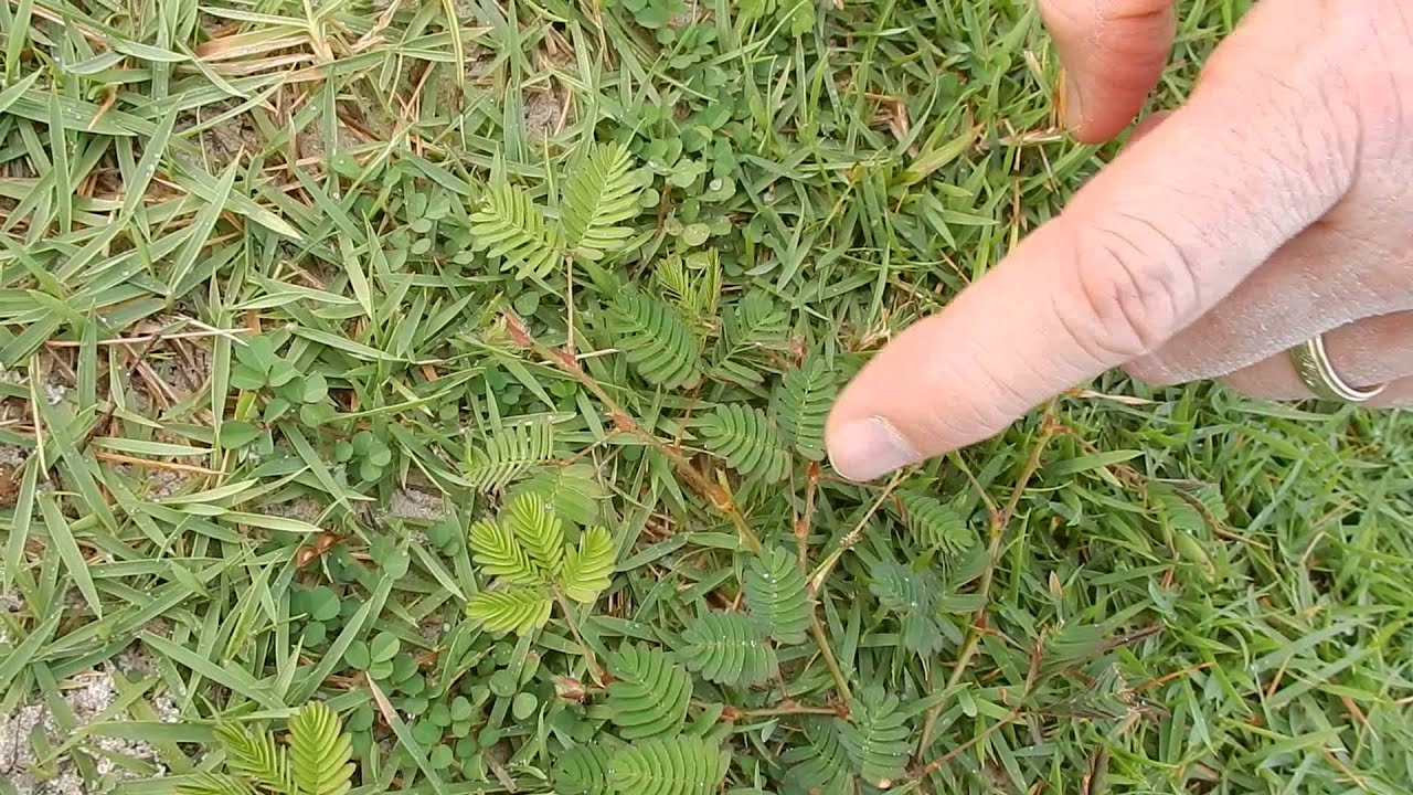 Amazing and unusual plant YouTube