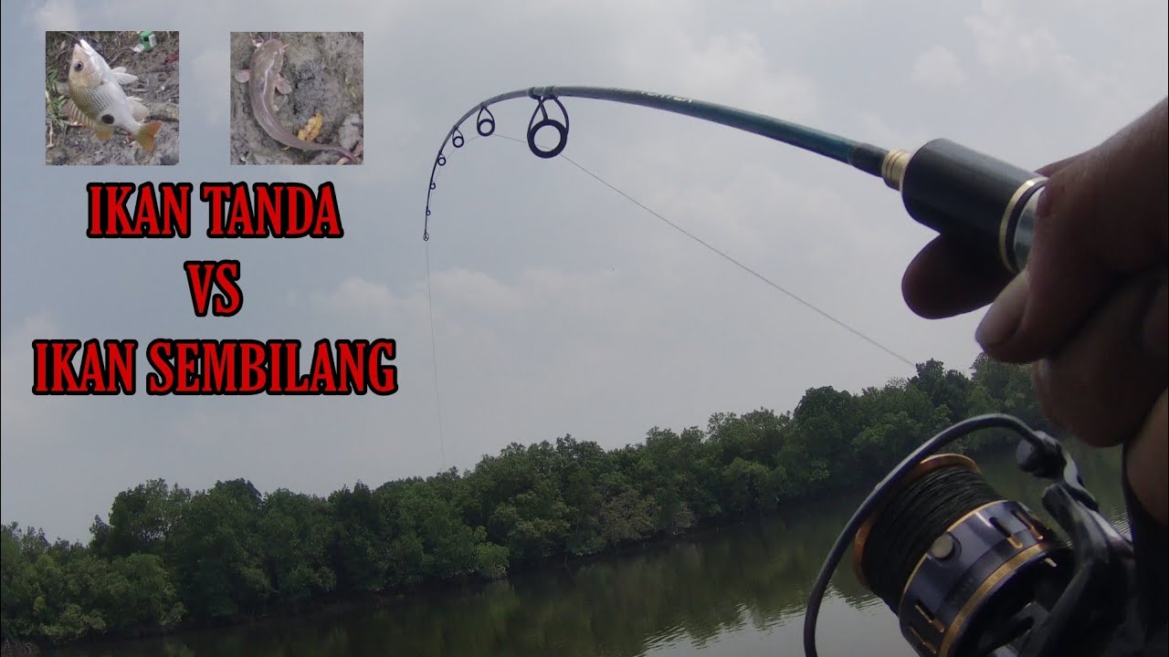 menebing di muara air masin..port labuh gurap,pulau indah..