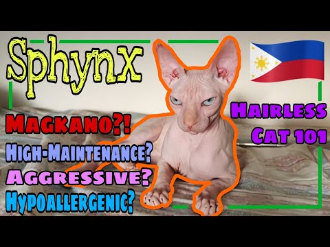 Video: Paano Mag-aalaga Para Sa Isang Canadian Sphynx