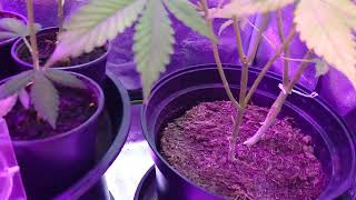 AMVgrow @123fatbuds all girls r Pollinated and they r working on them Seeds