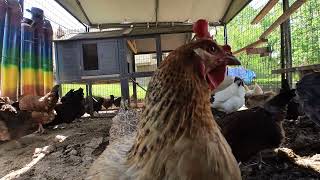 Backyard Chickens - May 14, 2024 - Daily Video 🐣🐥🐤🐔🐓