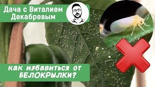 БЕЛОКРЫЛКА! Как бороться с белокрылкой в теплице? БЕЛОКРЫЛКА! Как бороться с белокрылкой в теплице?
