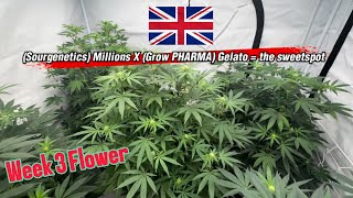 How to Grow tailored #medicine  Week 3 Flower Update | SWEETSPOT in Bloom 🌸 | Millions² 