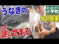 特別授業「うなぎの謎にせまる」