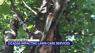Cicadas impacting lawn care services