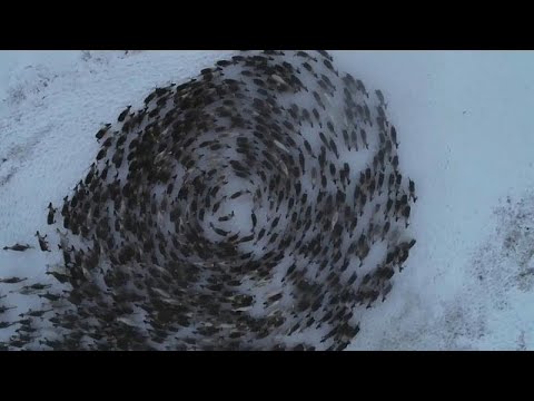 Russian Reindeer circle dance captured by drone camera