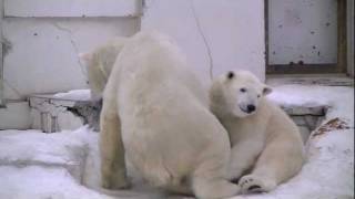 ホッキョクグマが昼寝から目覚めると~Polar Bears woke up from the nap
