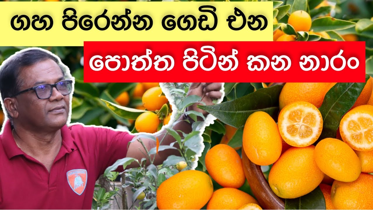 පැණි රස පොත්ත පිටින්ම කන්න පුළුවන් අළුත්ම නාරං | How to Grow Kumquat Plant  | Ceylon Agri|Episode241