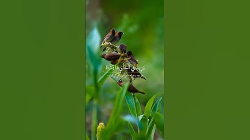 سوره مبارکه فاطر، آیات ۱ تا ۳🔹️گوینده: بهروز رضوی 🔹️مترجم: مسعود ریاعی