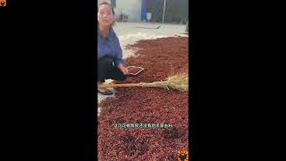 Sichuan Red Pepper Wholesale四川红花椒批发