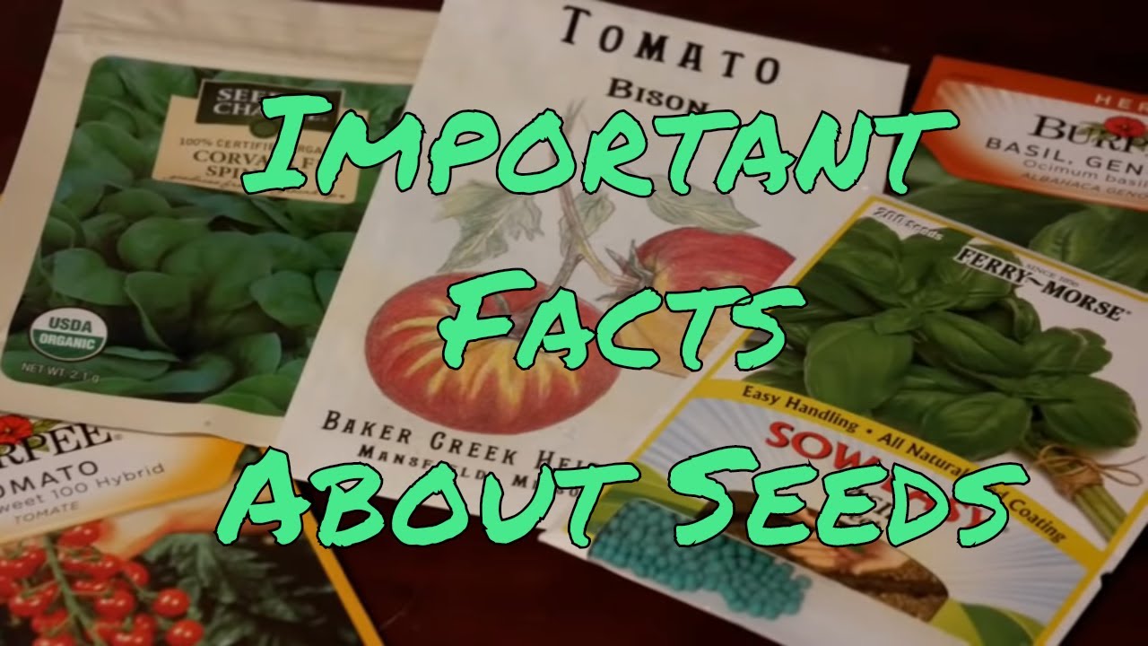 Hybrid Heirloom Organic Non GMO Understanding Seeds YouTube Hybrid Heirloom Organic Non GMO Understanding Seeds YouTube