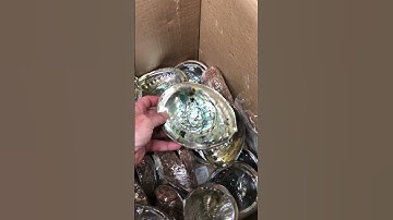 Abalone shells for guitar inlay.