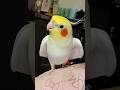 Adorable Jerry the cockatiel serenades us before bedtime! 🎶🦜💖 #cockatielscraze