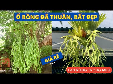 Video Lan Ổ Rồng rừng Gia Lai, đã thuần cây đẹp sưu tầm |... - youtube