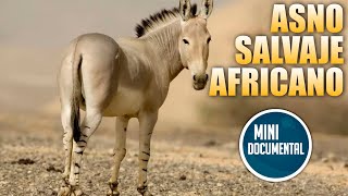 Asno salvaje africano (mini documental)