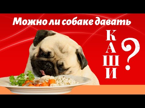 Каши. Можно ли давать каши собаке? Важные моменты по кашам!