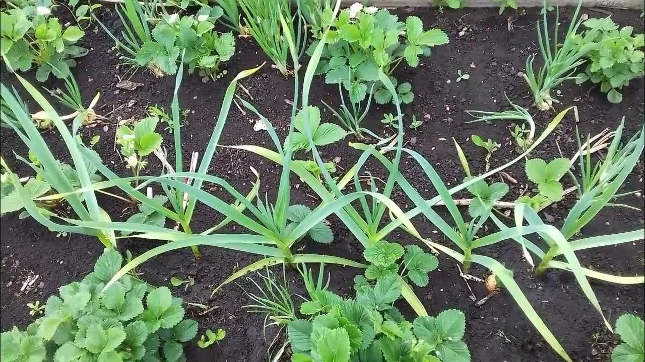 Чем обработать клубнику от долгоносика. Опудривать клубнику золой. Морщинистость земляники садовой. Земляничный долгоносик на клубнике. Препараты от долгоносика на клубнике.