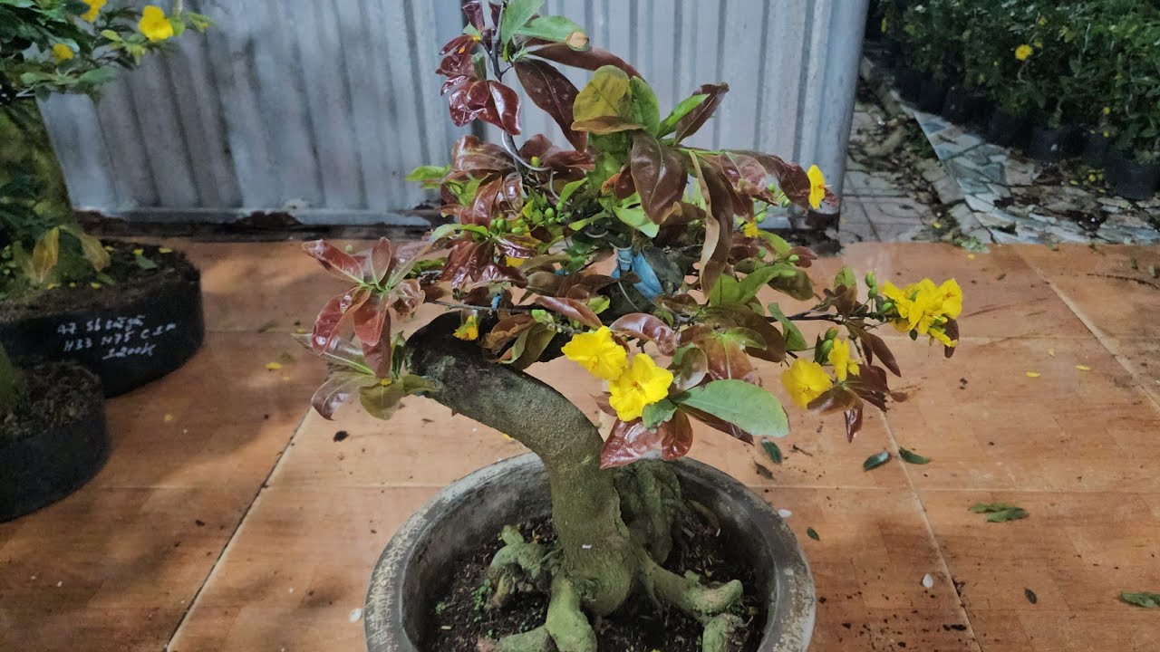 (DẠ CÒN  SỐ 47,50, ) 🥰 LÍP 2🥰8/3🥰0368.79.79.89🥰 9 MÃ  SỐ NHIỀU LOẠI MAI TẦM TRUNG 