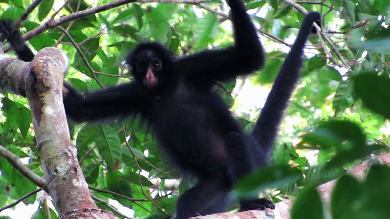 MACACO-ARANHA NA FLORESTA EM RONDÔNIA 