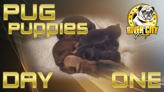 New Year s Litter Day One Update