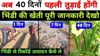 भिंडी की खेती कैसे और कब करे | bhindi ki kheti karne ka tarika | bhindi ki kheti | bhindi kheti