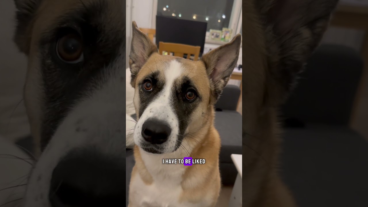 How it feels like to be a YouTuber. #theoffice #dog #dogcatvideosfunny #pets #office #lipsing #for