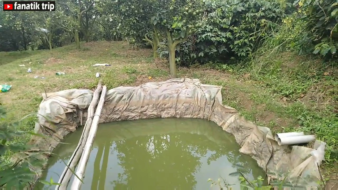 Wisata Petik Jeruk DAU-Malang,,Serunya Jalan-Jalan ...