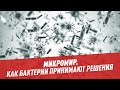 Плыть или не плыть: как бактерии принимают решения — Микромир