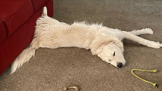 “Bubba” the Great Pyrenees being silly again. He does this every night.