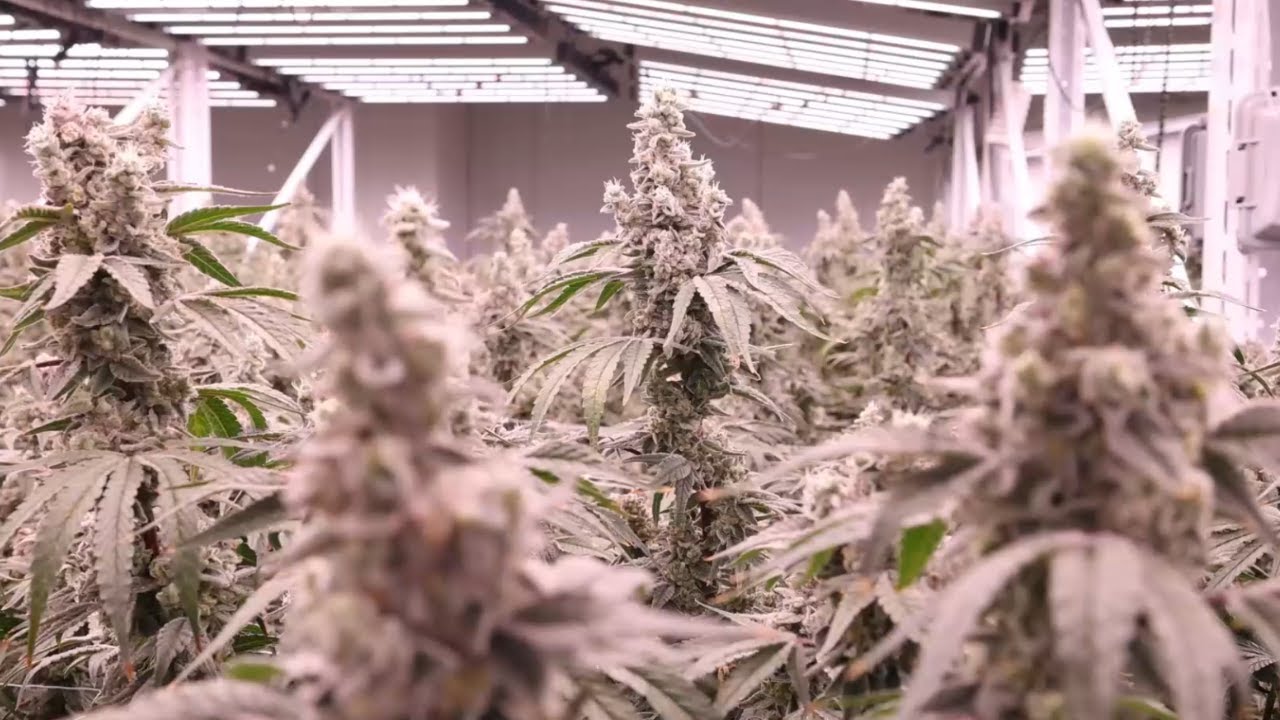 Giving Tree Tour: Behind the Scenes at a Premier Cannabis Facility