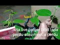 kita live pamer bibit lada perdu atau merica perdu bumbu dapur bozTeguh bibit sedang live sekarang!
