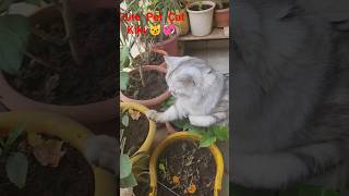 Cute  Pet  Cat  Kiki 😼💞❣️#shorts #ytshorts #trending #viral