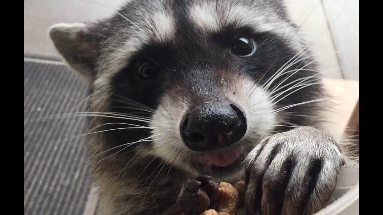 Fred the Friendly Raccoon - Part 35 - YouTube