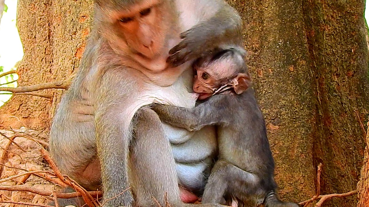 OMG..Bald JAGGER keep his chance nursing even though mother JINX suspended her progress milk.