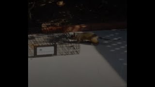Squirrel Capture on HD via Squirrelinator - How to trap squirrels